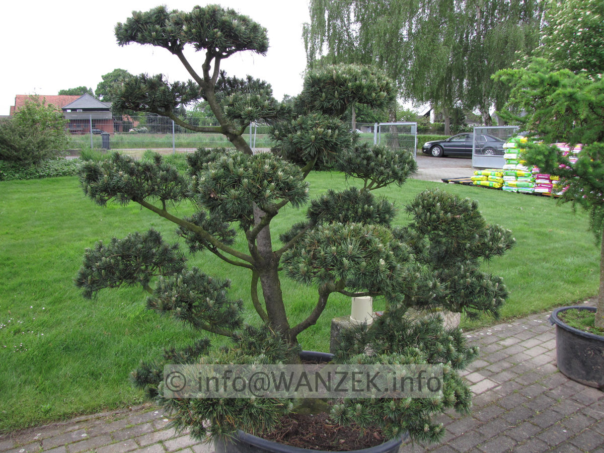 Pinus contorta - Bonsai 2m im Austrieb.JPG